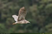 BlackCrowned_Heron_2_16PX.jpg