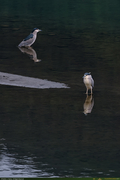 BlackCrowned_Heron_3_16PX.jpg