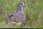 Dove1_16PX.jpg