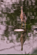 Heron_1_16PX~0.jpg