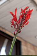 RedFlower_1_16PX.jpg