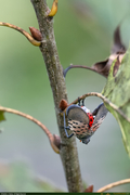 Filename=SpottedLanternFly_1_16PX.jpg
Filesize=1205KiB
Dimensions=1067x1600
Date added=Oct 14, 2025 SpottedLanternFly_1_16PX.jpg
