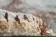 ThreeSparrows_1_16PX.jpg